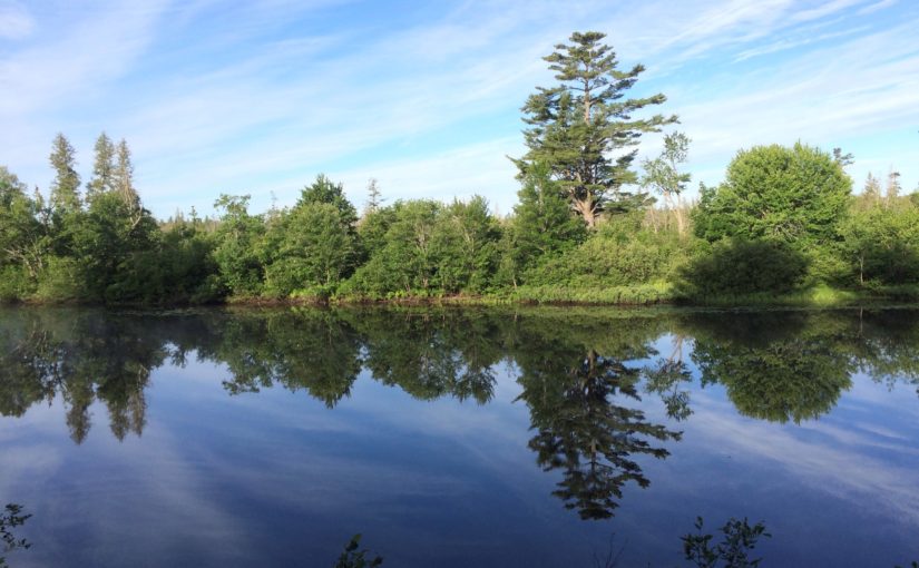 The Critical Element of Growth