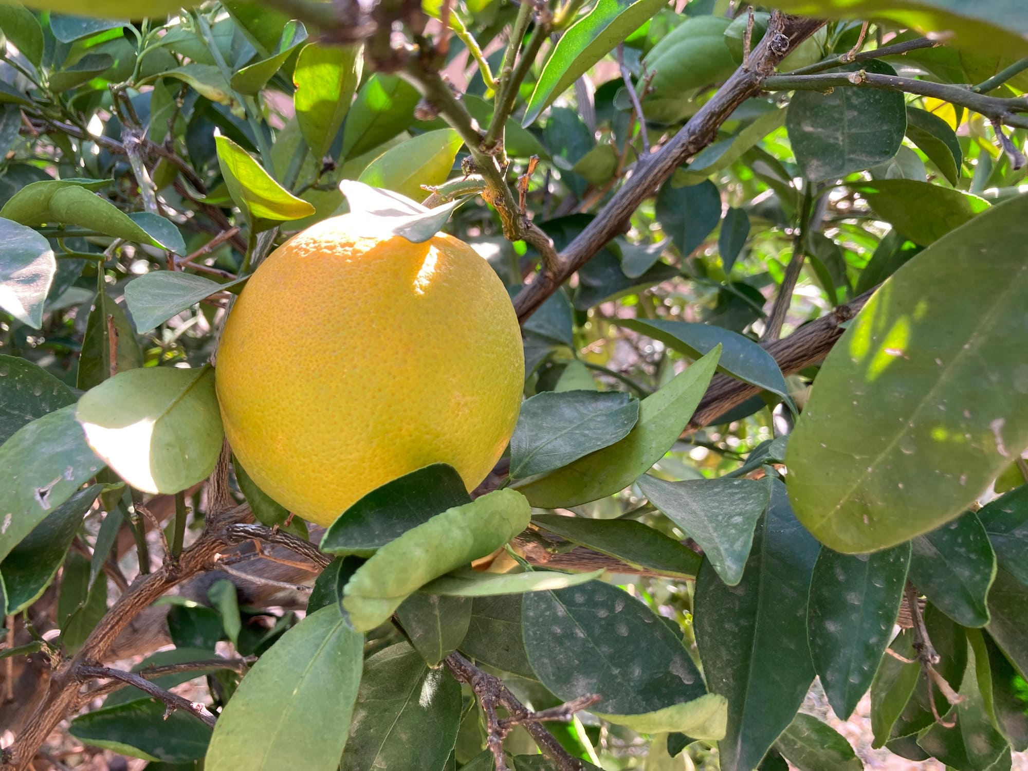 Thankful for Gratitude